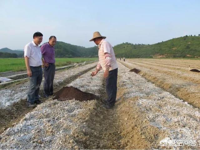 大家好，今天見到有農(nóng)民把石灰粉撤在秋花生上，這里面有什么道理嗎？