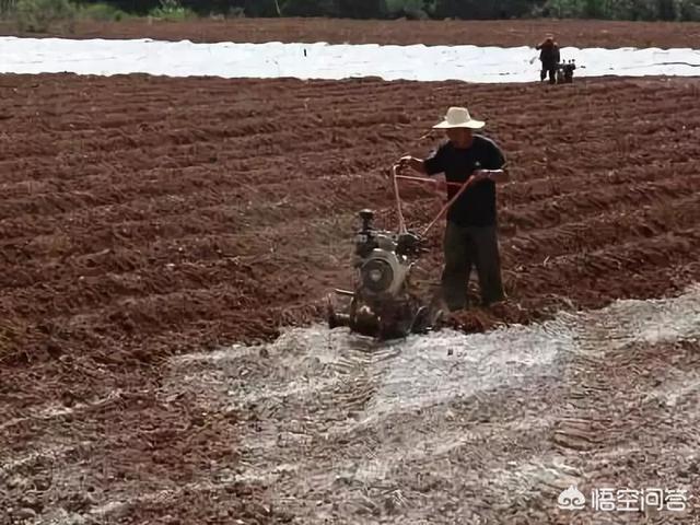 大家好，今天見到有農(nóng)民把石灰粉撤在秋花生上，這里面有什么道理嗎？