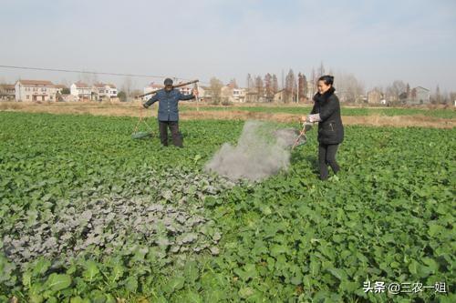 大家好，今天見到有農(nóng)民把石灰粉撤在秋花生上，這里面有什么道理嗎？
