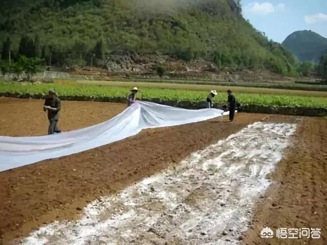 大家好，今天見到有農(nóng)民把石灰粉撤在秋花生上，這里面有什么道理嗎？