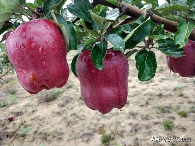 2019年紅蘋果滯銷，是什么原因導致的？