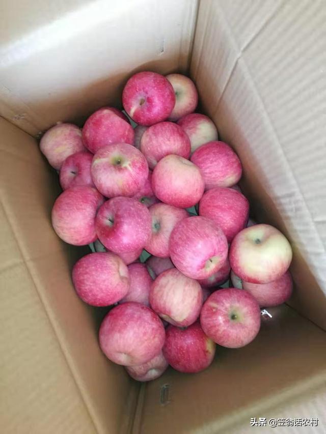 2019年紅蘋果滯銷，是什么原因導致的？
