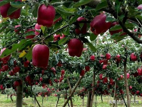 2019年紅蘋果滯銷，是什么原因導致的？