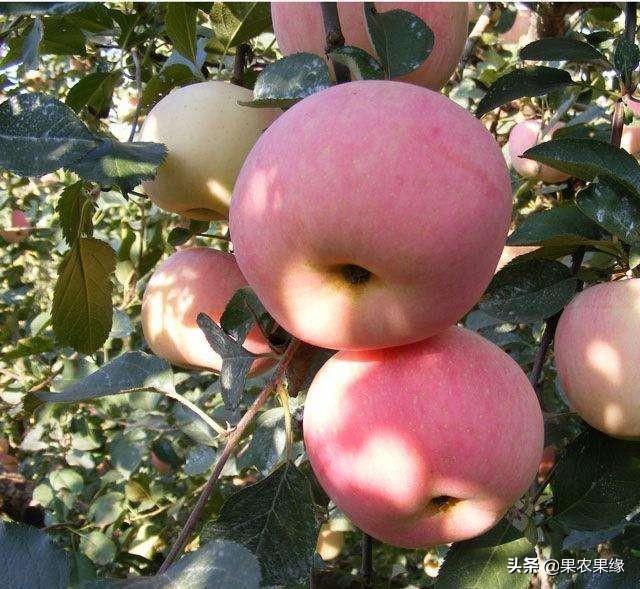 2019年紅蘋果滯銷，是什么原因導致的？