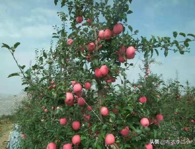 2019年紅蘋果滯銷，是什么原因導致的？