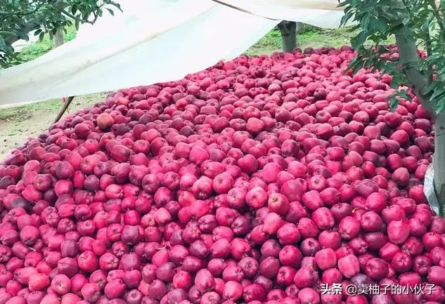 2019年紅蘋果滯銷，是什么原因導致的？