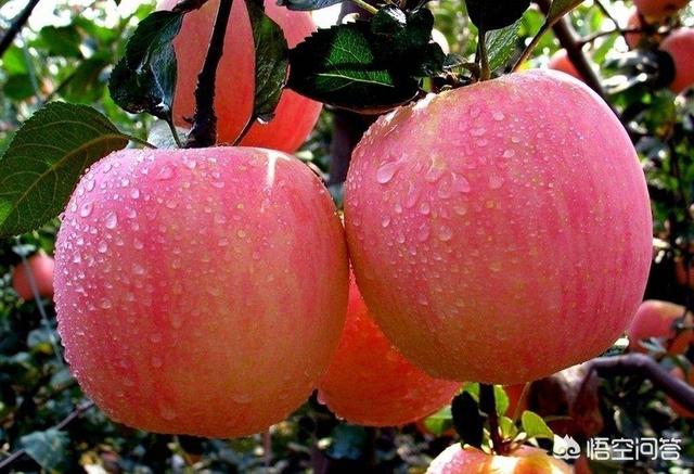 2019年紅蘋果滯銷，是什么原因導致的？