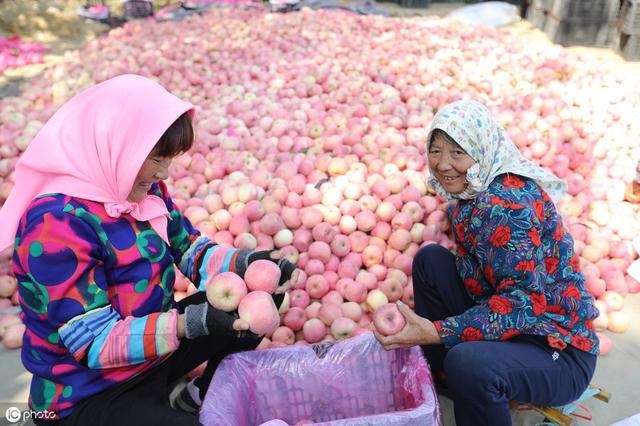 2019年紅蘋果滯銷，是什么原因導致的？