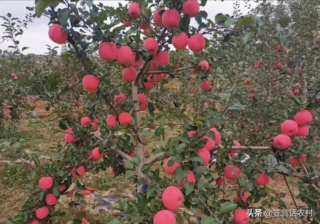 2019年紅蘋果滯銷，是什么原因導致的？