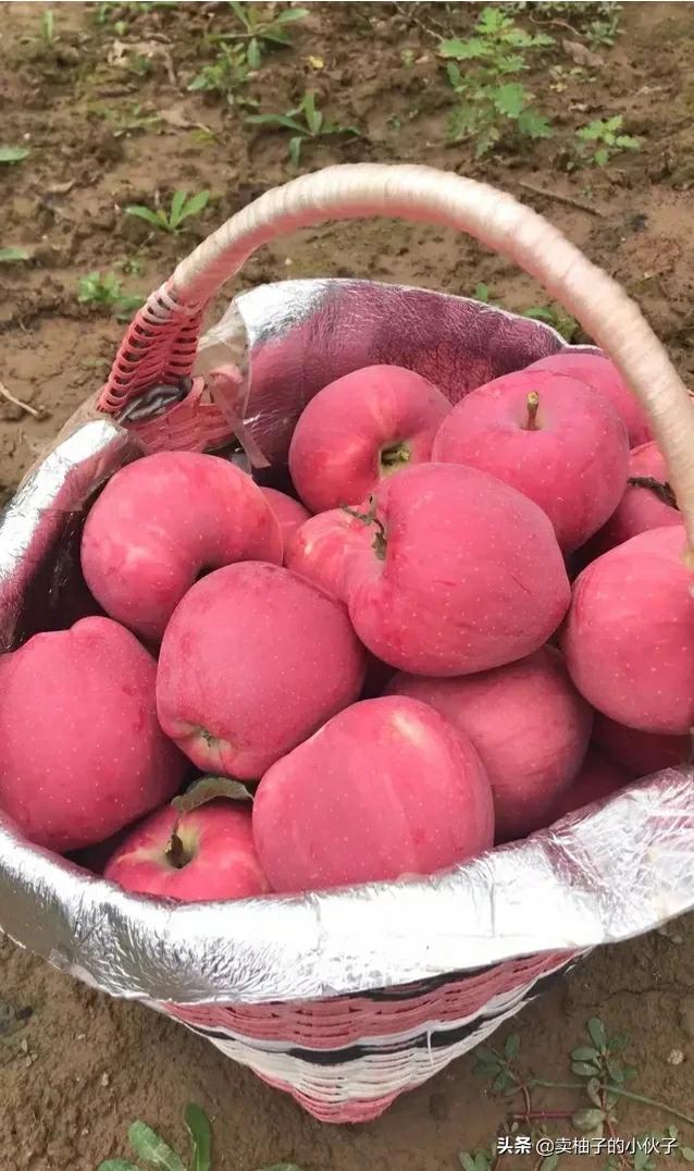 2019年紅蘋果滯銷，是什么原因導致的？