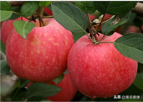 2019年紅蘋果滯銷，是什么原因導致的？