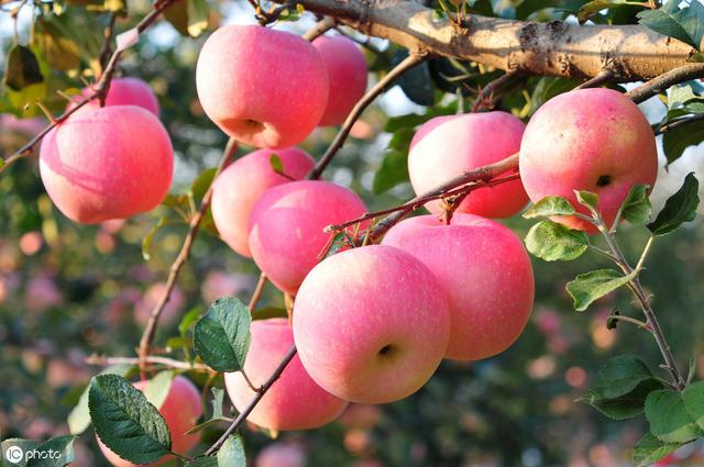 2019年紅蘋果滯銷，是什么原因導致的？