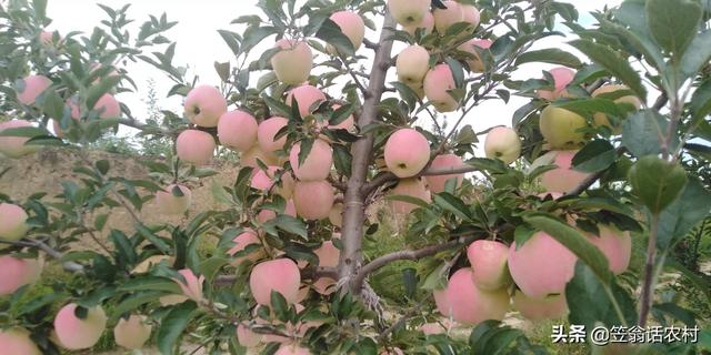 2019年紅蘋果滯銷，是什么原因導致的？