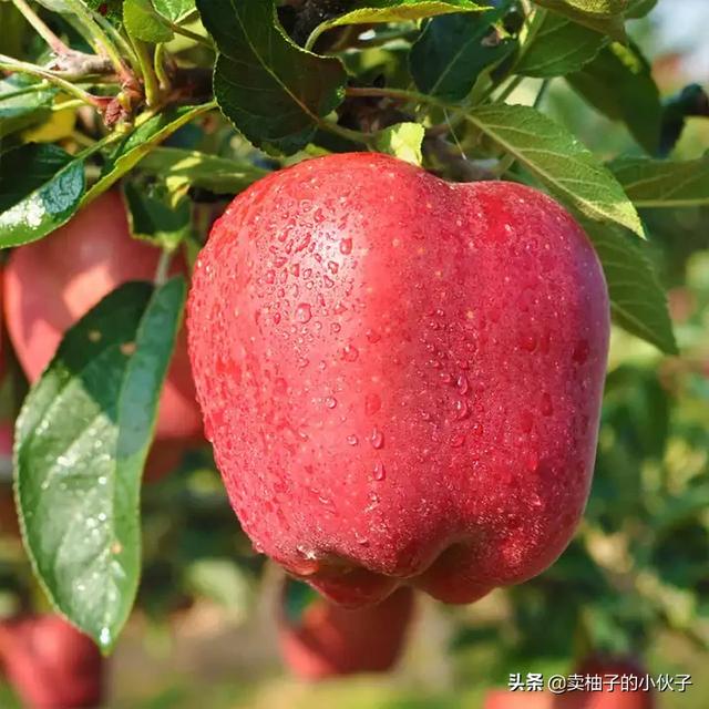 2019年紅蘋果滯銷，是什么原因導致的？