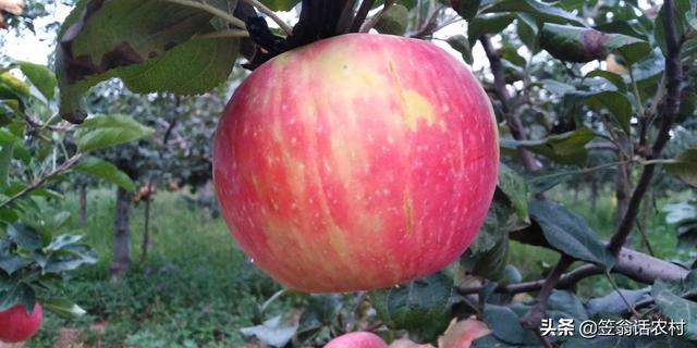 2019年紅蘋果滯銷，是什么原因導致的？