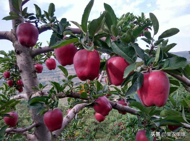 2019年紅蘋果滯銷，是什么原因導致的？