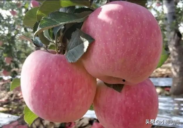 2019年紅蘋果滯銷，是什么原因導致的？
