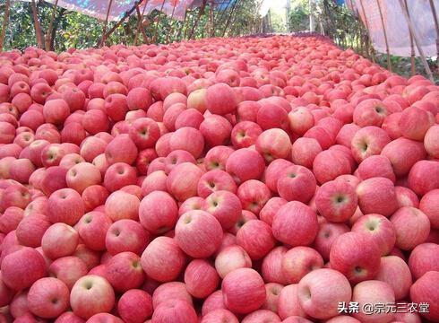 2019年紅蘋果滯銷，是什么原因導致的？