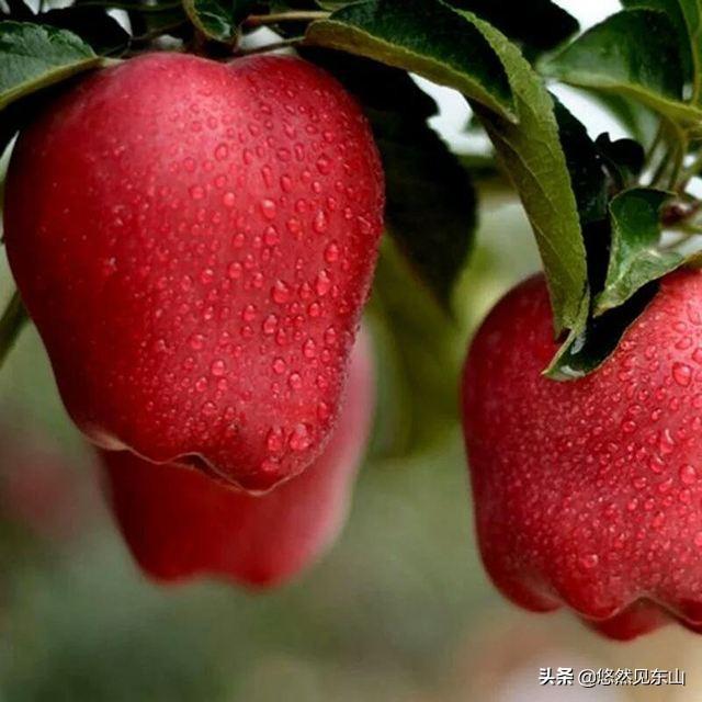 2019年紅蘋果滯銷，是什么原因導致的？