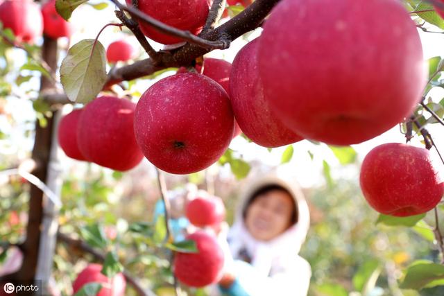 2019年紅蘋果滯銷，是什么原因導致的？