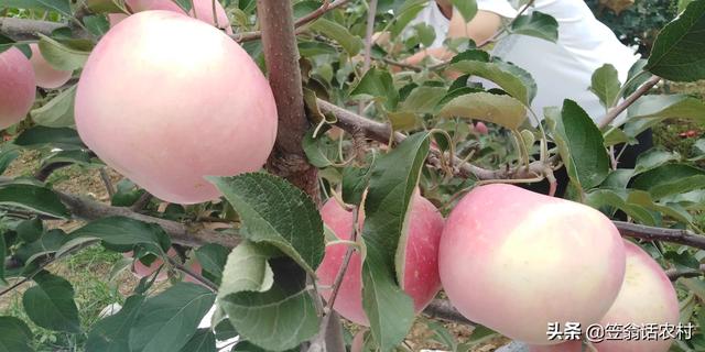 2019年紅蘋果滯銷，是什么原因導致的？