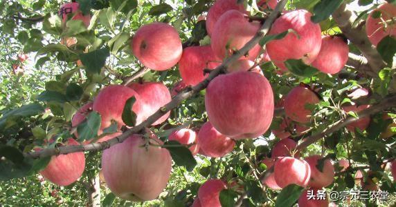 2019年紅蘋果滯銷，是什么原因導致的？