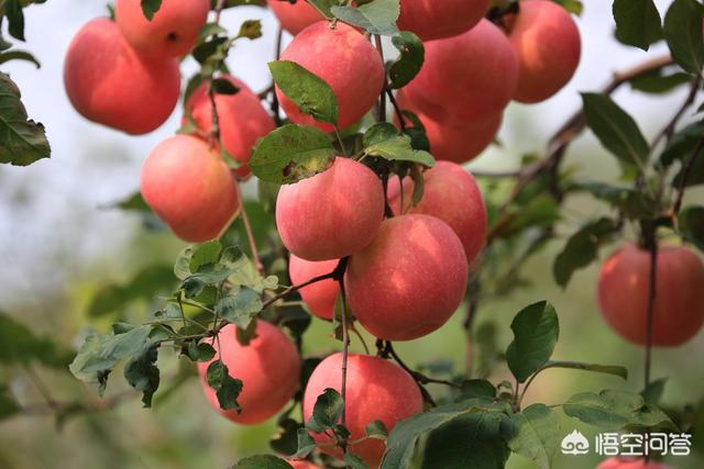 2019年紅蘋果滯銷，是什么原因導致的？
