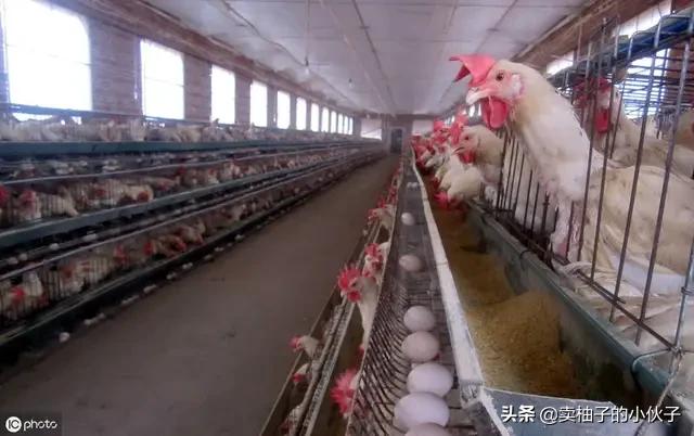 鸡蛋连续上涨多日，7月的“过山车”蛋价还会重现吗？