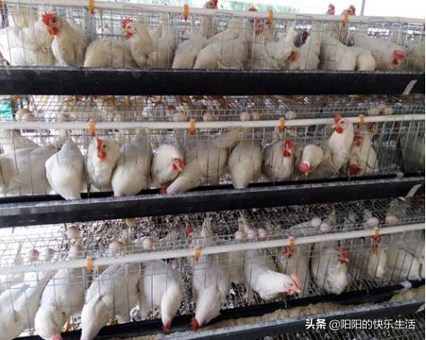 鸡蛋连续上涨多日，7月的“过山车”蛋价还会重现吗？
