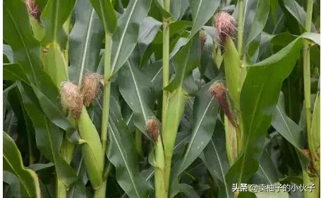 立秋到了,今天很多地方都下雨了,立秋下雨对农业有什么影响吗?