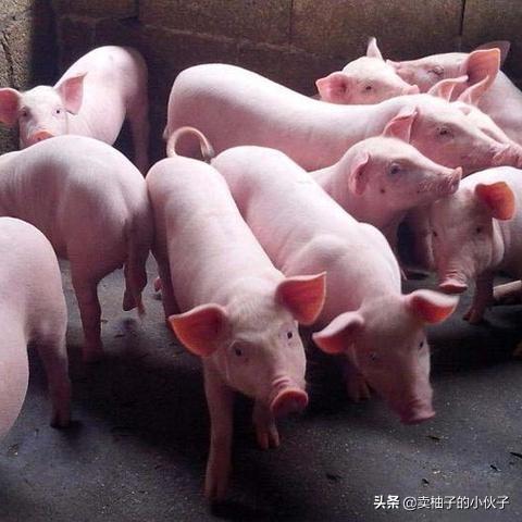 有人说下半年“牛市”猪价已成定局，养殖户要开始补栏吗？
