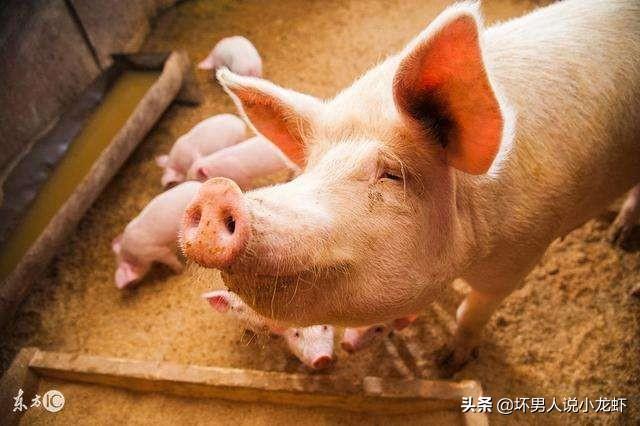 有人说下半年“牛市”猪价已成定局，养殖户要开始补栏吗？