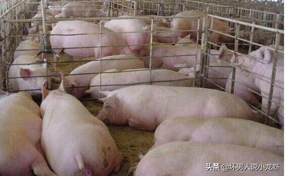 有人说下半年“牛市”猪价已成定局，养殖户要开始补栏吗？