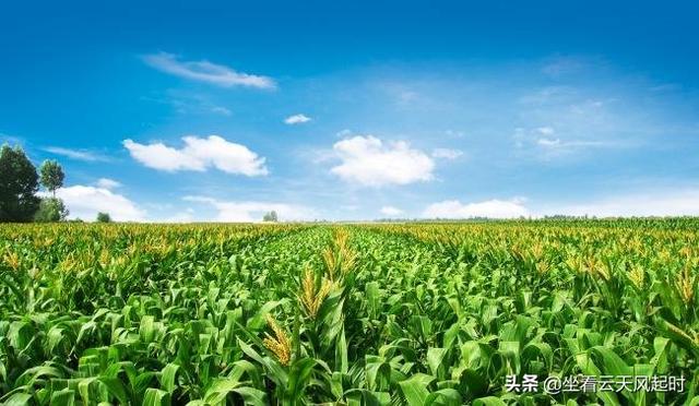 今年是农历七月初八立秋，但老话说“七月立秋，万物不收”意味着什么？