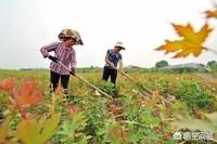 今年是农历七月初八立秋，但老话说“七月立秋，万物不收”意味着什么？