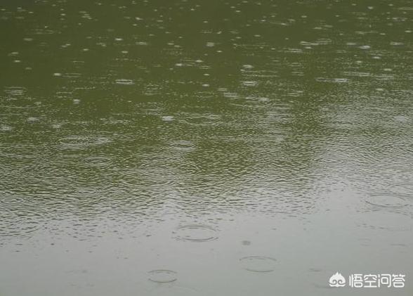 梅雨季节十多天了，小虾要天天喂吗？