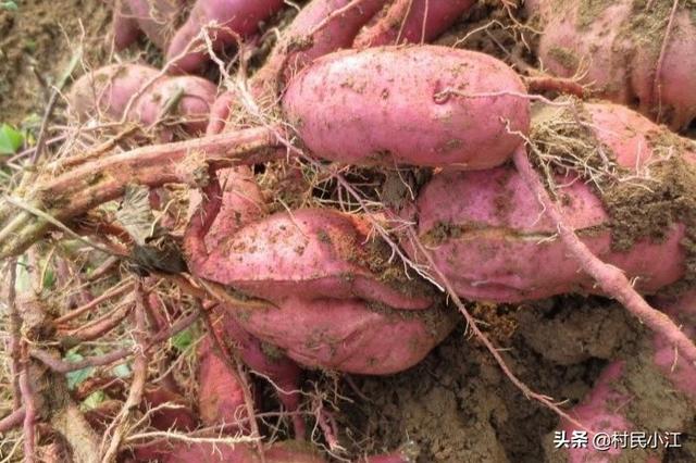 种植红薯，收获时发现许多开裂的红薯，是什么原因造成的？