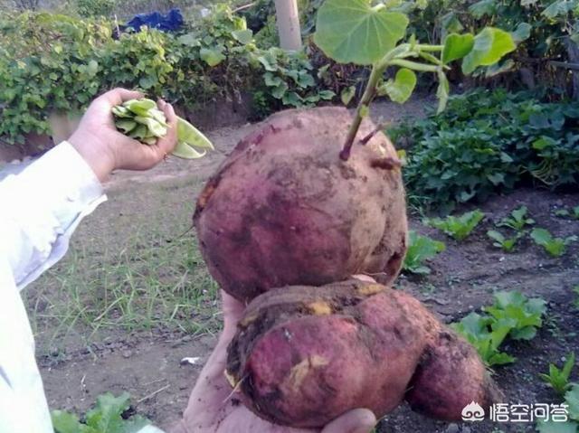 种植红薯，收获时发现许多开裂的红薯，是什么原因造成的？
