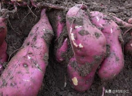 种植红薯，收获时发现许多开裂的红薯，是什么原因造成的？