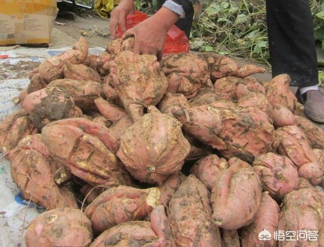 种植红薯，收获时发现许多开裂的红薯，是什么原因造成的？