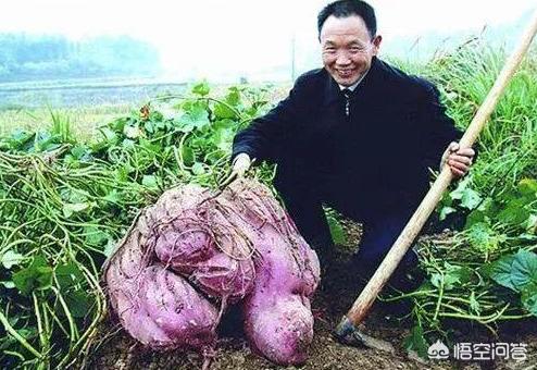 红薯扦插，是晴天好，还是雨天好？有什么道理？