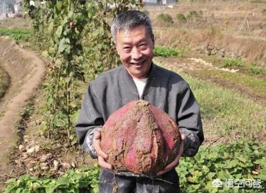 红薯扦插，是晴天好，还是雨天好？有什么道理？