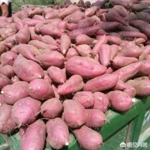 红薯扦插，是晴天好，还是雨天好？有什么道理？
