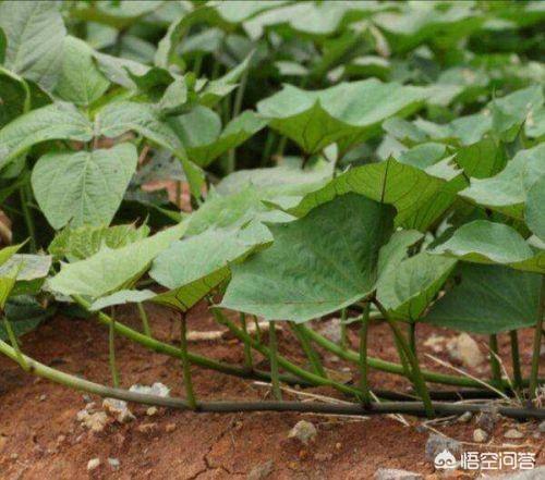 红薯扦插，是晴天好，还是雨天好？有什么道理？