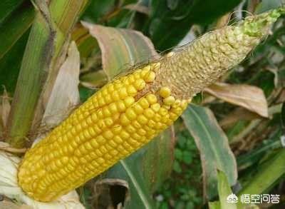 家里种植的玉米，结的玉米粒很少，是不是虫害引起的？