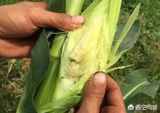 家里种植的玉米，结的玉米粒很少，是不是虫害引起的？