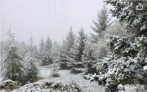 甘肃突降大雪，怎么防治苹果幼果受到冻害？