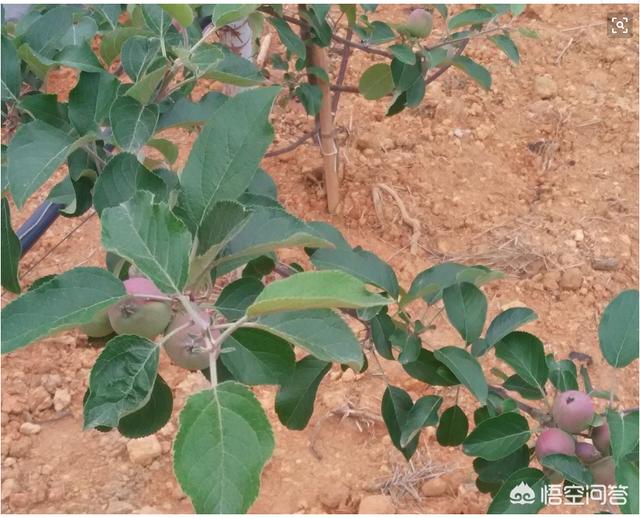甘肃突降大雪，怎么防治苹果幼果受到冻害？