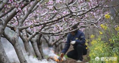 甘肃突降大雪，怎么防治苹果幼果受到冻害？