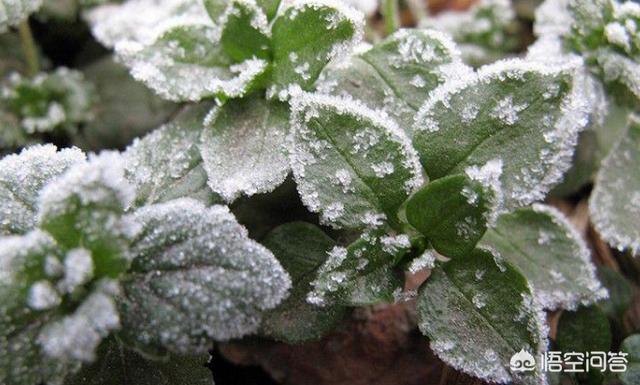 甘肃突降大雪，怎么防治苹果幼果受到冻害？